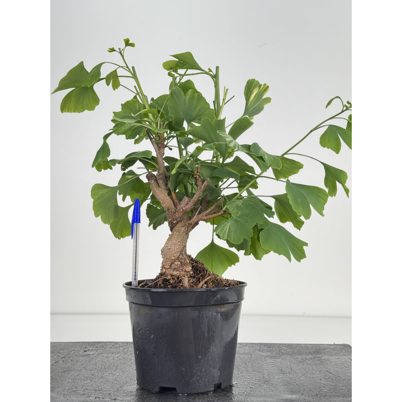 Ginkgo biloba I-8575