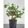 Ginkgo biloba I-8575