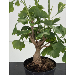 Ginkgo biloba I-8575 vista 2