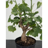 Ginkgo biloba I-8575 vista 2