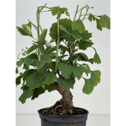 Ginkgo biloba I-8575 vista 3