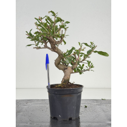 Punica granatum nejikan I-8576