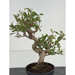 Punica granatum nejikan I-8576 view 2