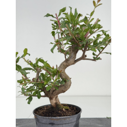 Punica granatum nejikan I-8576 view 3