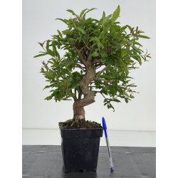 Punica granatum -granado- nejikan I-8577