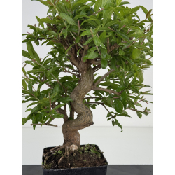 Punica granatum nejikan I-8577 view 2