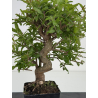 Punica granatum -granado- nejikan I-8577 vista 2