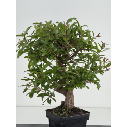 Punica granatum -granado- nejikan I-8577 vista 3