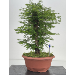Metasequoia glyptostroboides I-8578