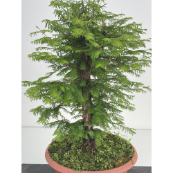 Metasequoia glyptostroboides I-8578 vista 2