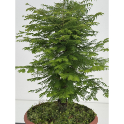 Metasequoia glyptostroboides I-8578 vista 3