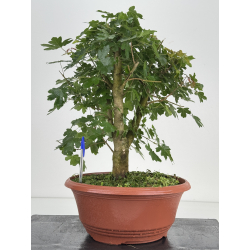 Acer campestris I-8579