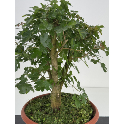 Acer campestris I-8579 vista 2
