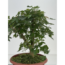 Acer campestris I-8579 vista 3