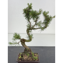 Pinus sylvestris I-8583 view 2