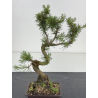 Pinus sylvestris I-8583 view 2
