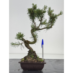 Pinus sylvestris -pino s- europeo- I-8583
