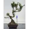 Pinus sylvestris -pino s- europeo- I-8583