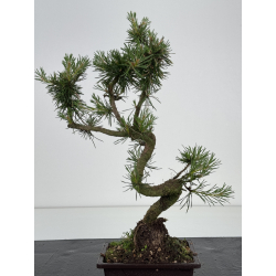 Pinus sylvestris -pino s- europeo- I-8583 vista 3