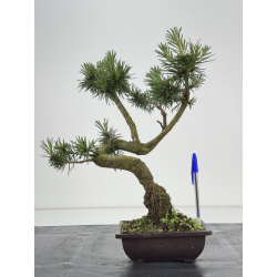 Pinus sylvestris -pino s- europeo- I-8582