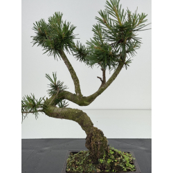 Pinus sylvestris I-8584 view 2
