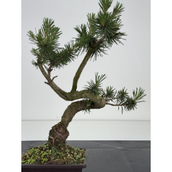 Pinus sylvestris -pino s- europeo- I-8582 vista 3