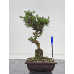 Pinus sylvestris -pino s- europeo- I-8585