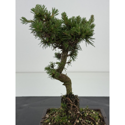 Pinus sylvestris I-8585 view 2