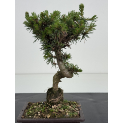 Pinus sylvestris -pino s- europeo- I-8585 vista 3