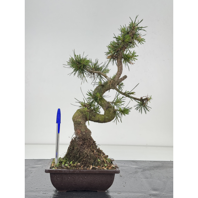 Pinus sylvestris I-8586