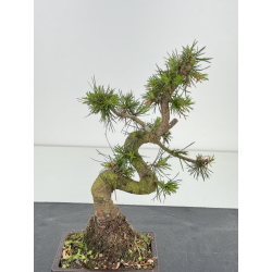 Pinus sylvestris -pino s- europeo- I-8586 vista 2