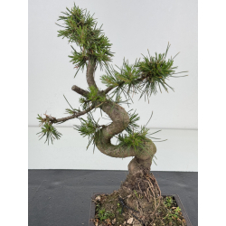 Pinus sylvestris -pino s- europeo- I-8586 vista 3