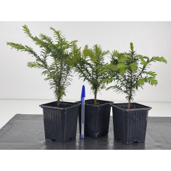 Taxus baccata I-8593