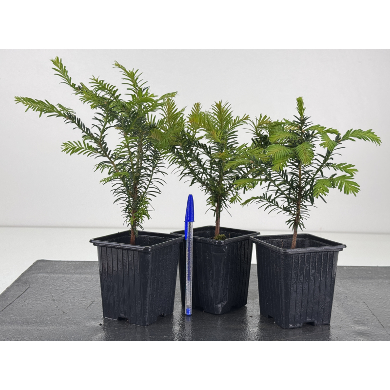 Taxus baccata I-8593
