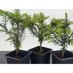 Taxus baccata -tejo europeo- I-8593 vista 2