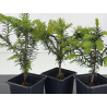 Taxus baccata I-8593 view 2