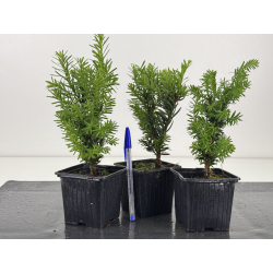 Taxus cuspidata -tejo japonés- I-8594
