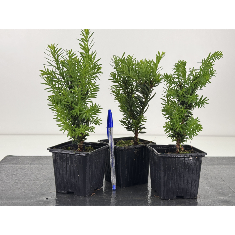 Taxus cuspidata -tejo japonés- I-8594