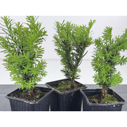 Taxus cuspidata -tejo japonés- I-8594 vista 2