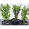 Taxus cuspidata I-8594 view 2