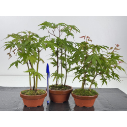 Acer palmatum yamamomiji I-8595