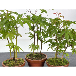 Acer palmatum yamamomiji I-8595 vista 2