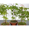 Acer palmatum yamamomiji I-8595 vista 2