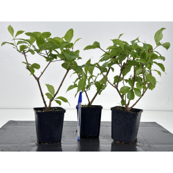 Callicarpa japonica I-8595B
