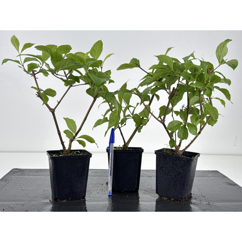 Callicarpa japonica I-8595B