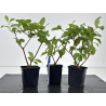 Callicarpa japonica I-8595B