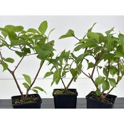 Callicarpa japonica I-8595B vista 2