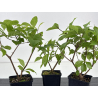Callicarpa japonica I-8595B vista 2