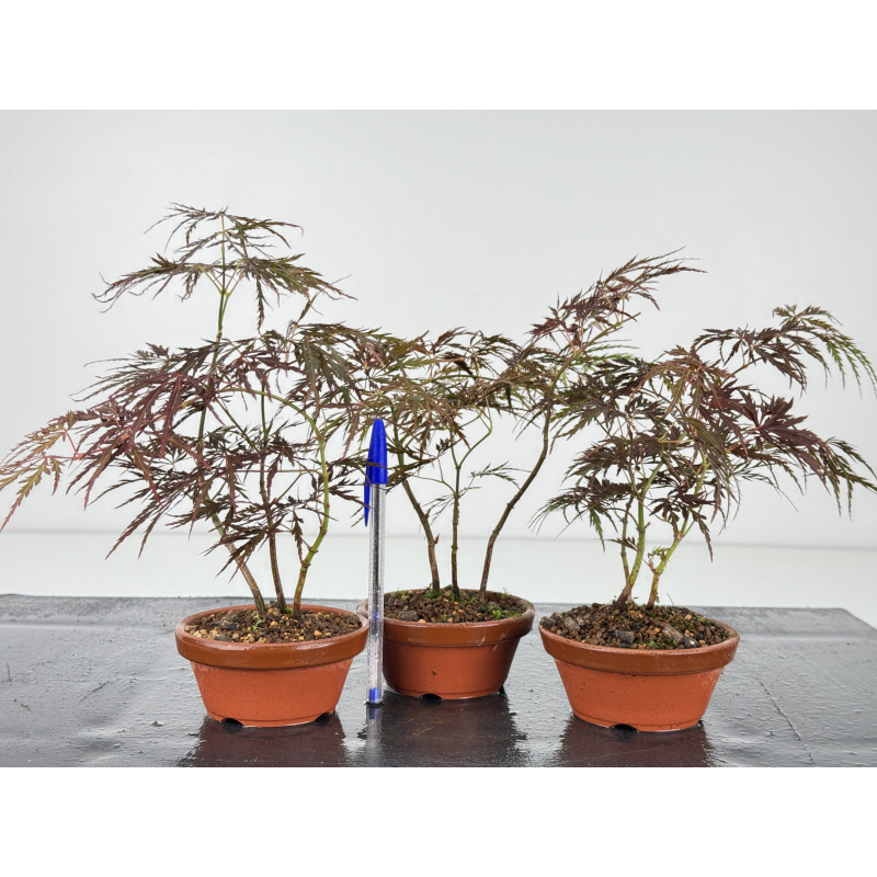 Acer palmatum dissectum I-8608