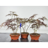 Acer palmatum dissectum I-8608